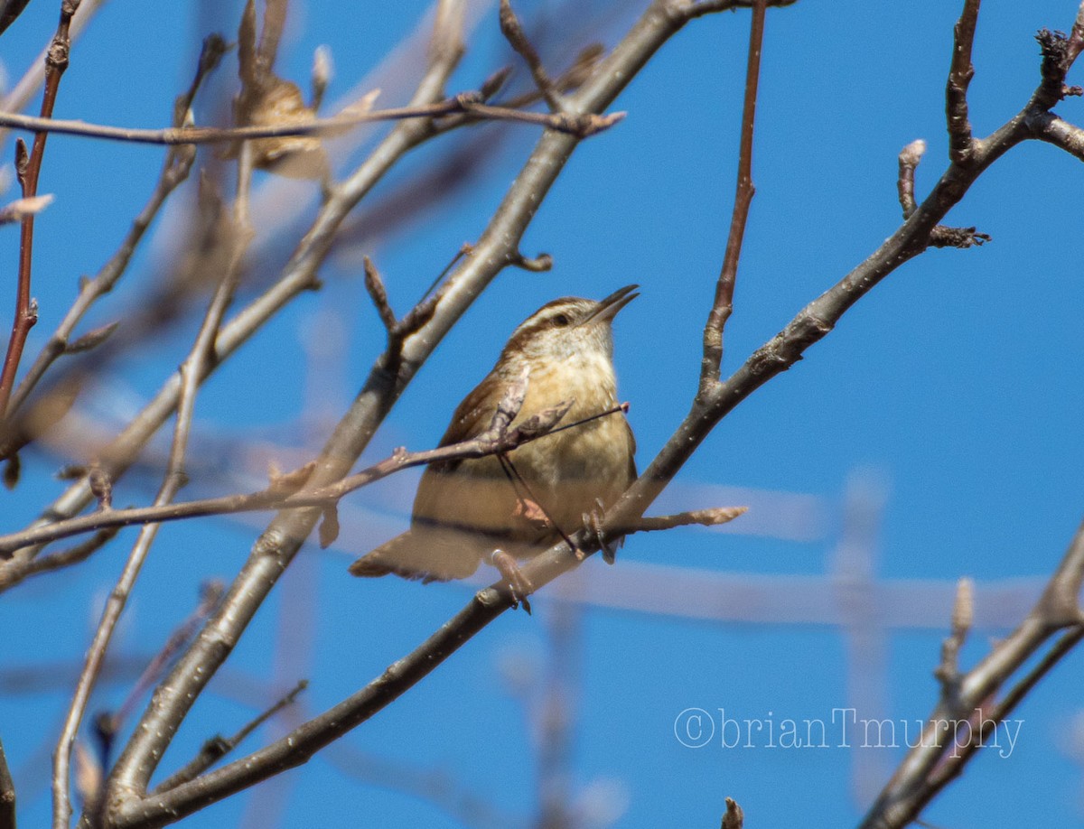 Carolina Wren - ML84898551