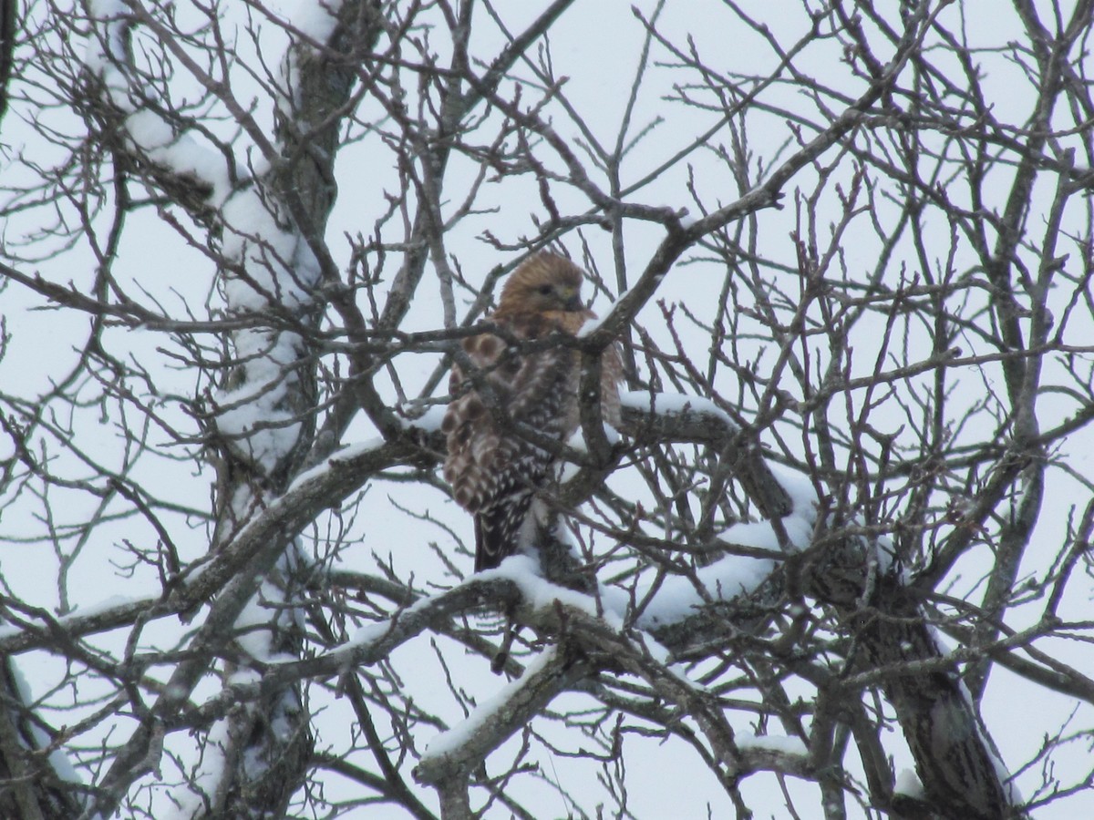 Red-shouldered Hawk - ML84900551