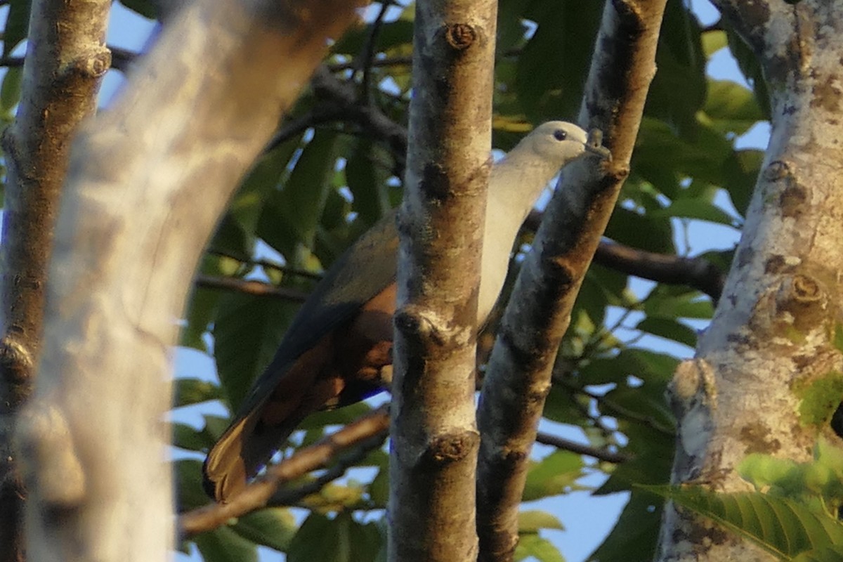 Микронезийский плодовый голубь - ML84902491