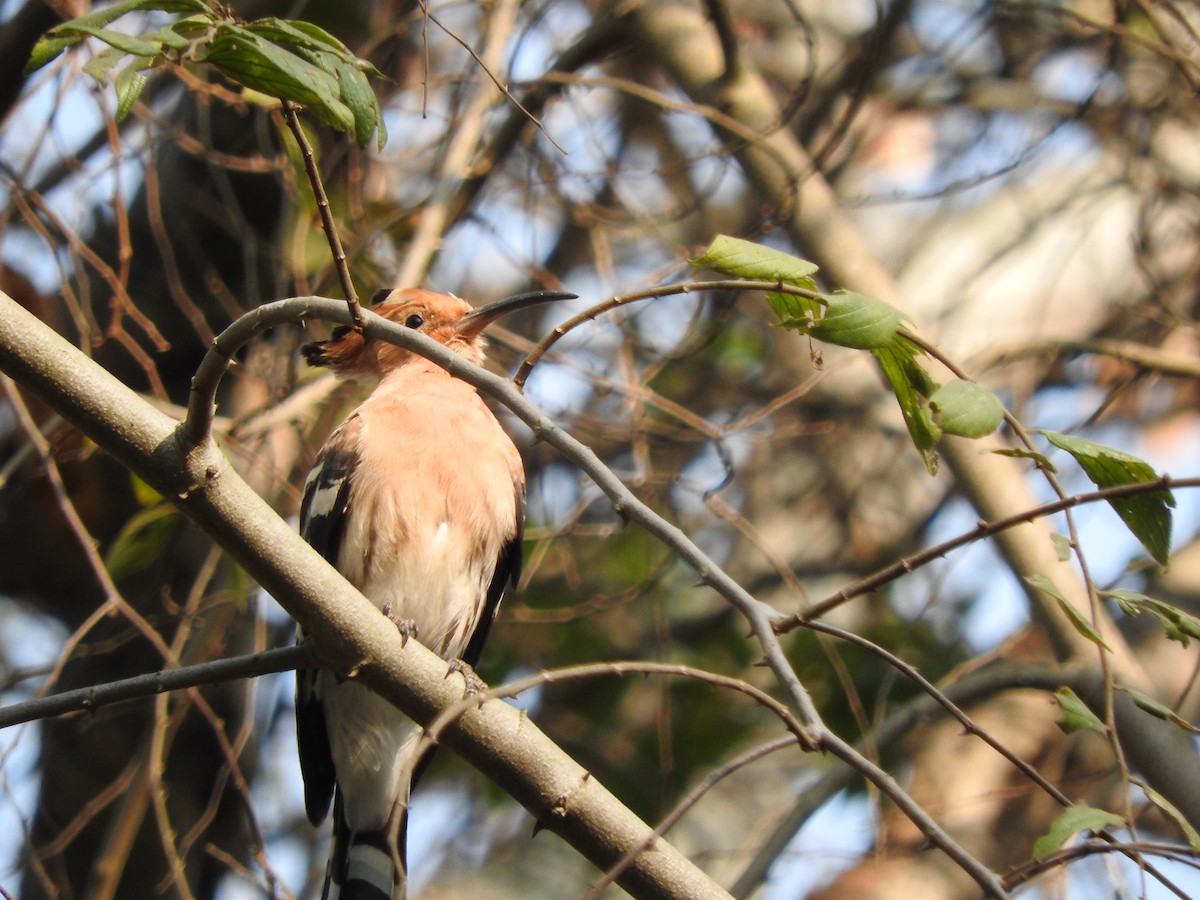 Eurasian Hoopoe - Arjun  Dev