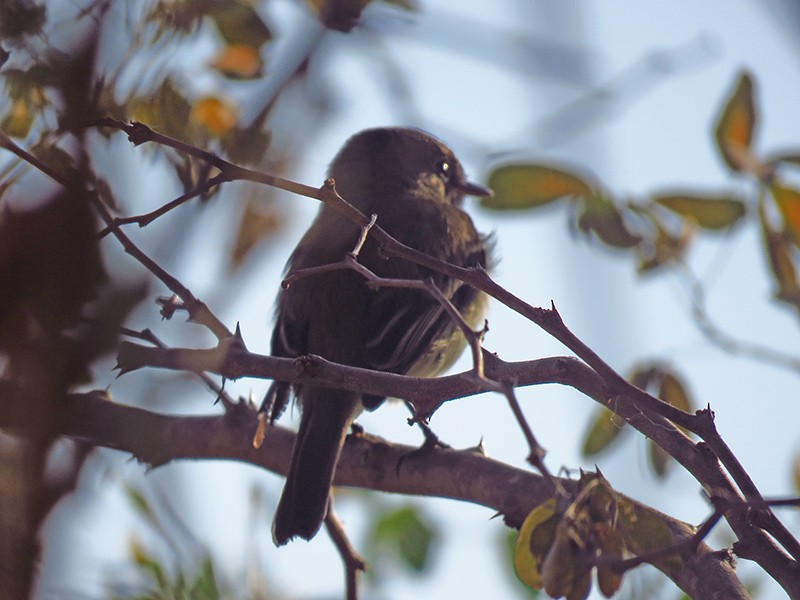 Western Flycatcher (Pacific-slope) - ML84904421