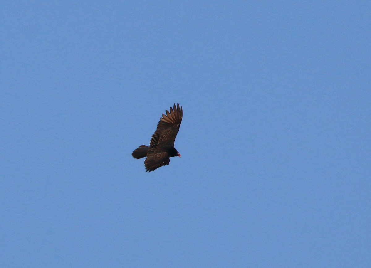 Turkey Vulture - ML84905091