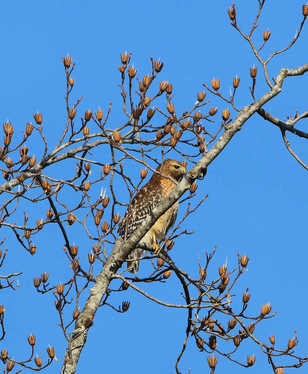 Red-shouldered Hawk - ML84905141
