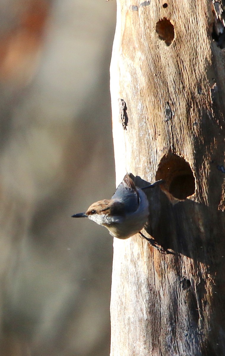 Brown-headed Nuthatch - ML84905171