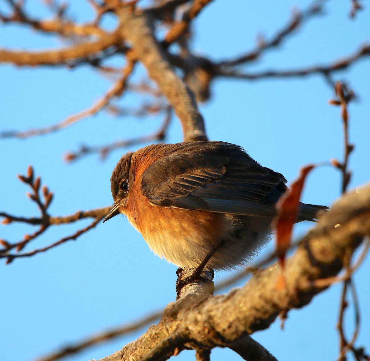 Eastern Bluebird - ML84905231