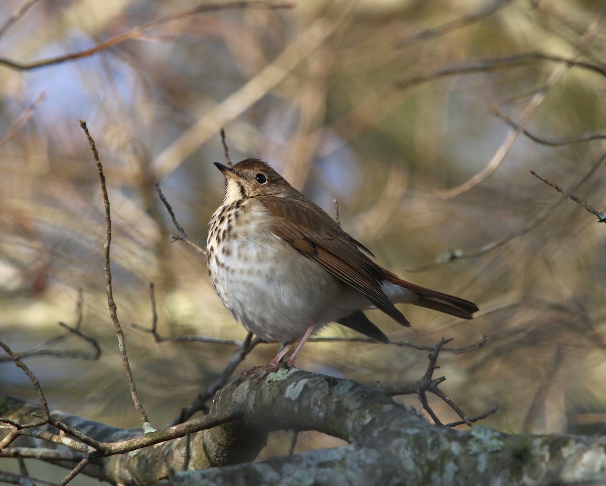 Hermit Thrush - ML84905241