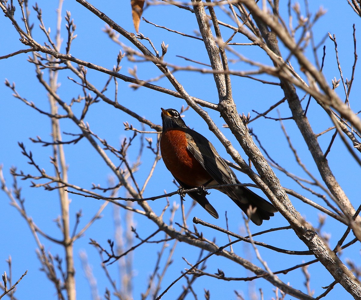 American Robin - ML84905271