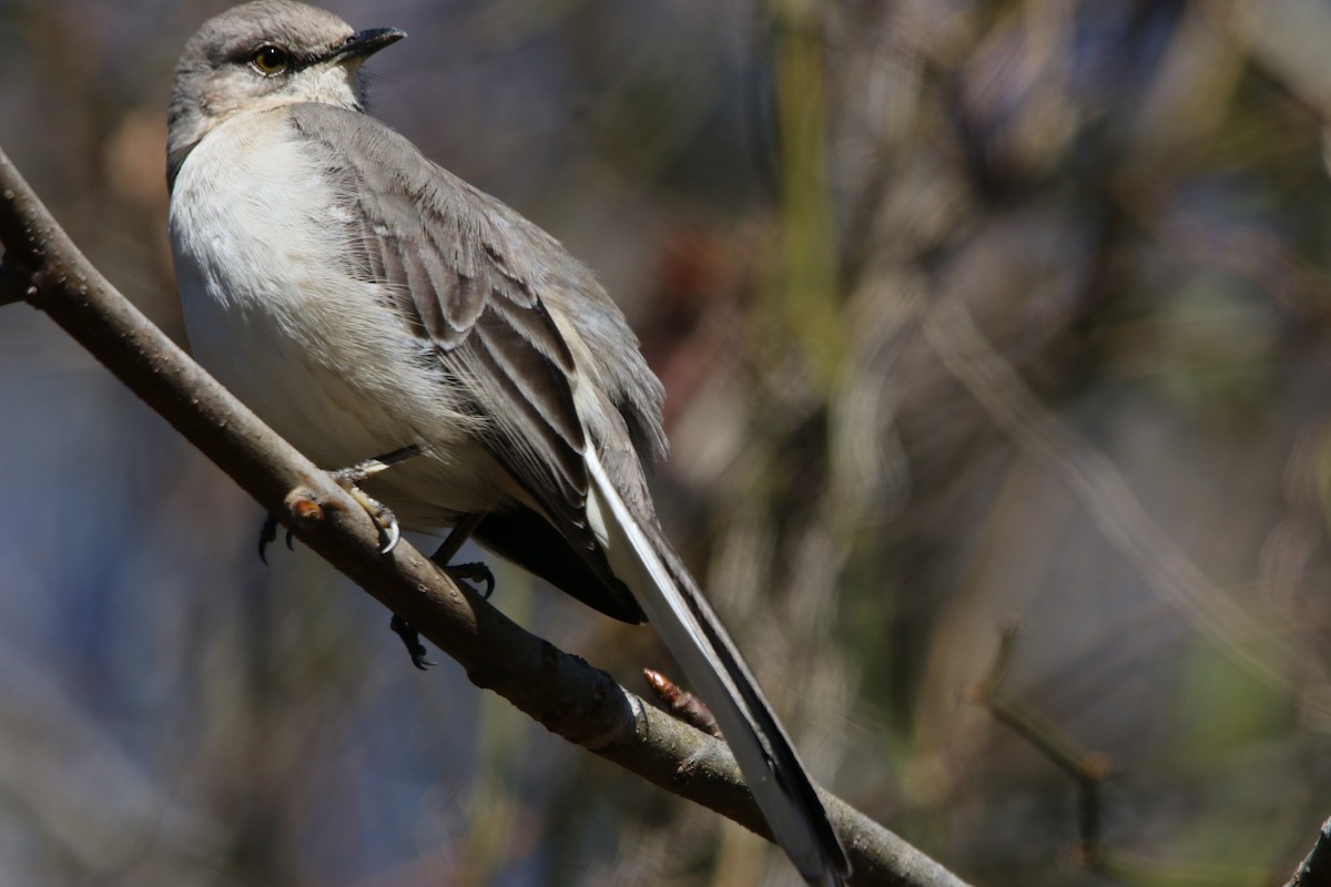 Northern Mockingbird - ML84905321