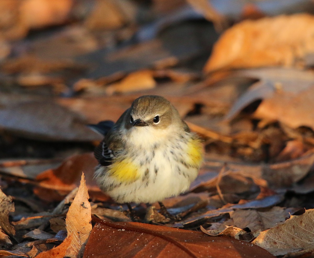 Yellow-rumped Warbler - ML84905391