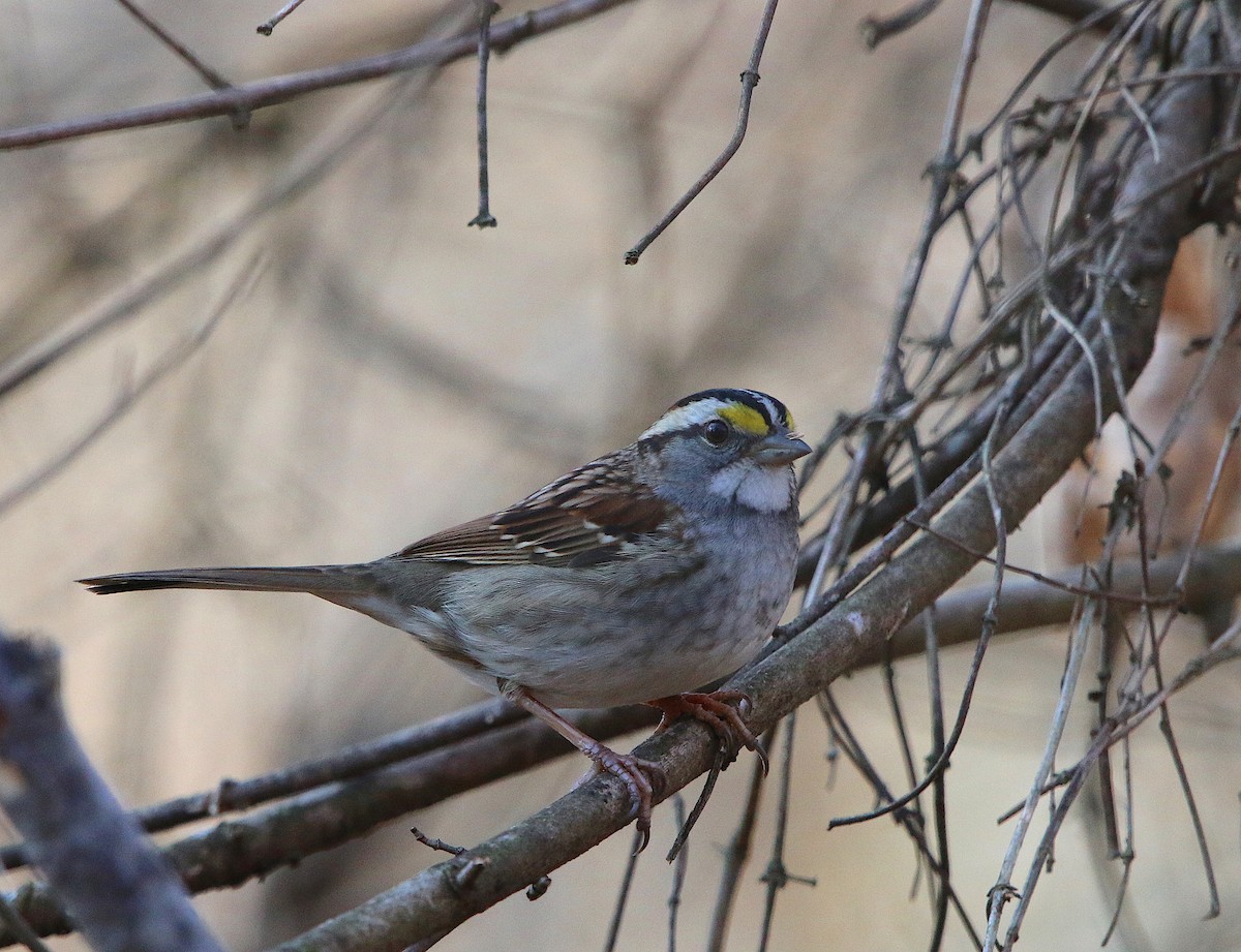 White-throated Sparrow - ML84905431