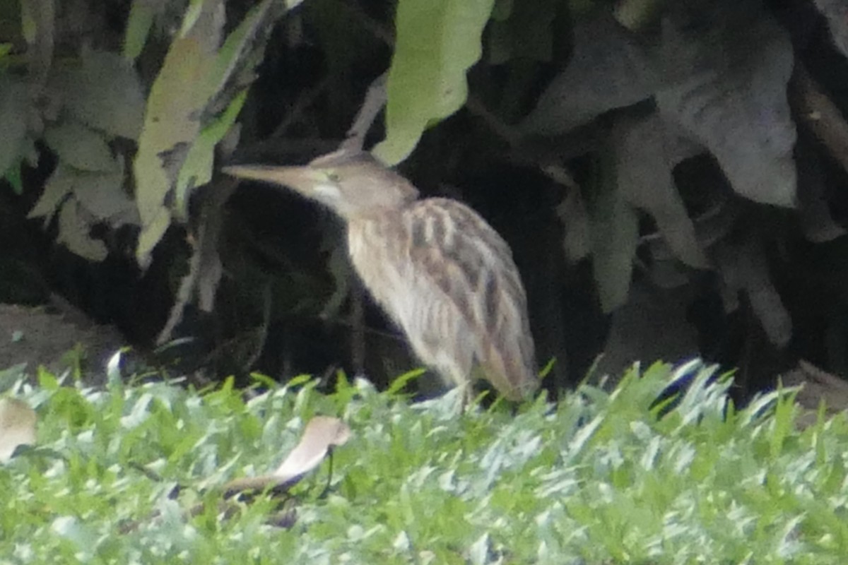 Yellow Bittern - ML84906211