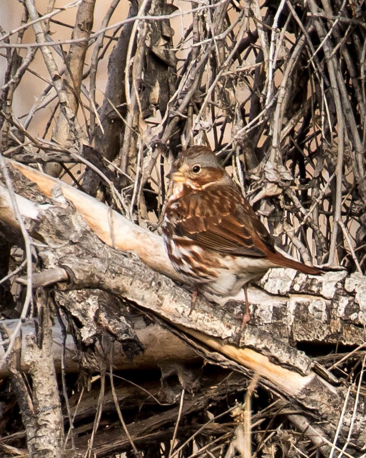 Fox Sparrow (Red) - ML84908481