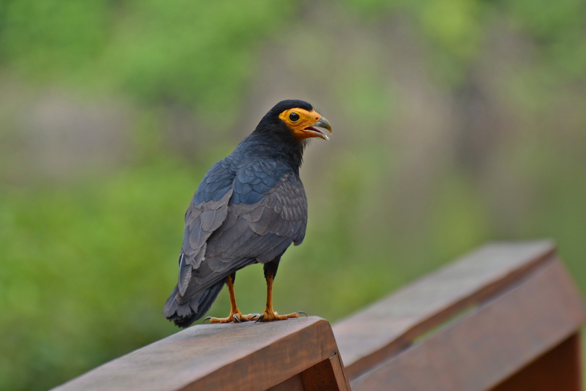 Black Caracara - ML84909281