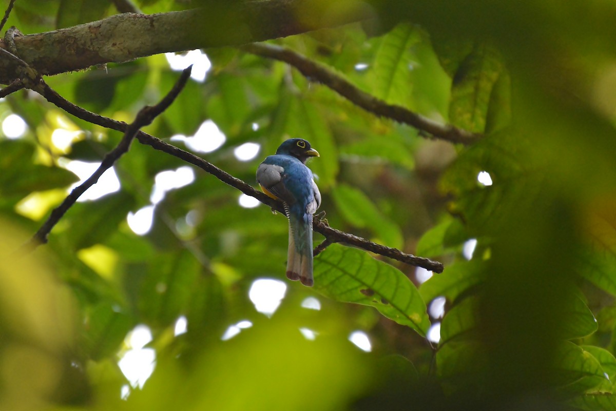 trogon amazonský - ML84909841