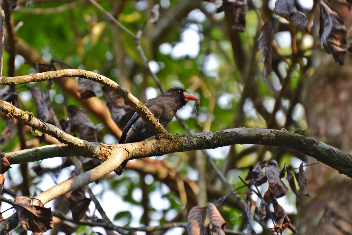 White-fronted Nunbird - ML84909951