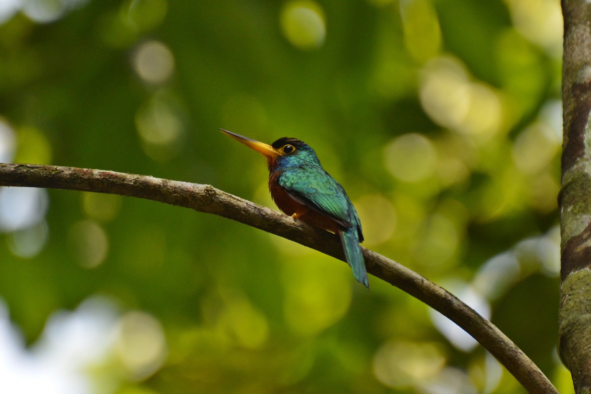 Blue-cheeked Jacamar - Henry Cook