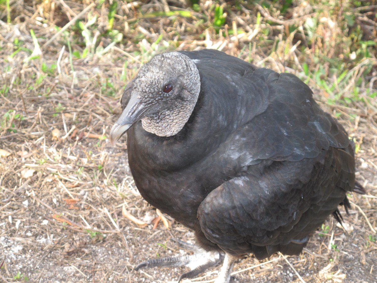 Black Vulture - ML84910681