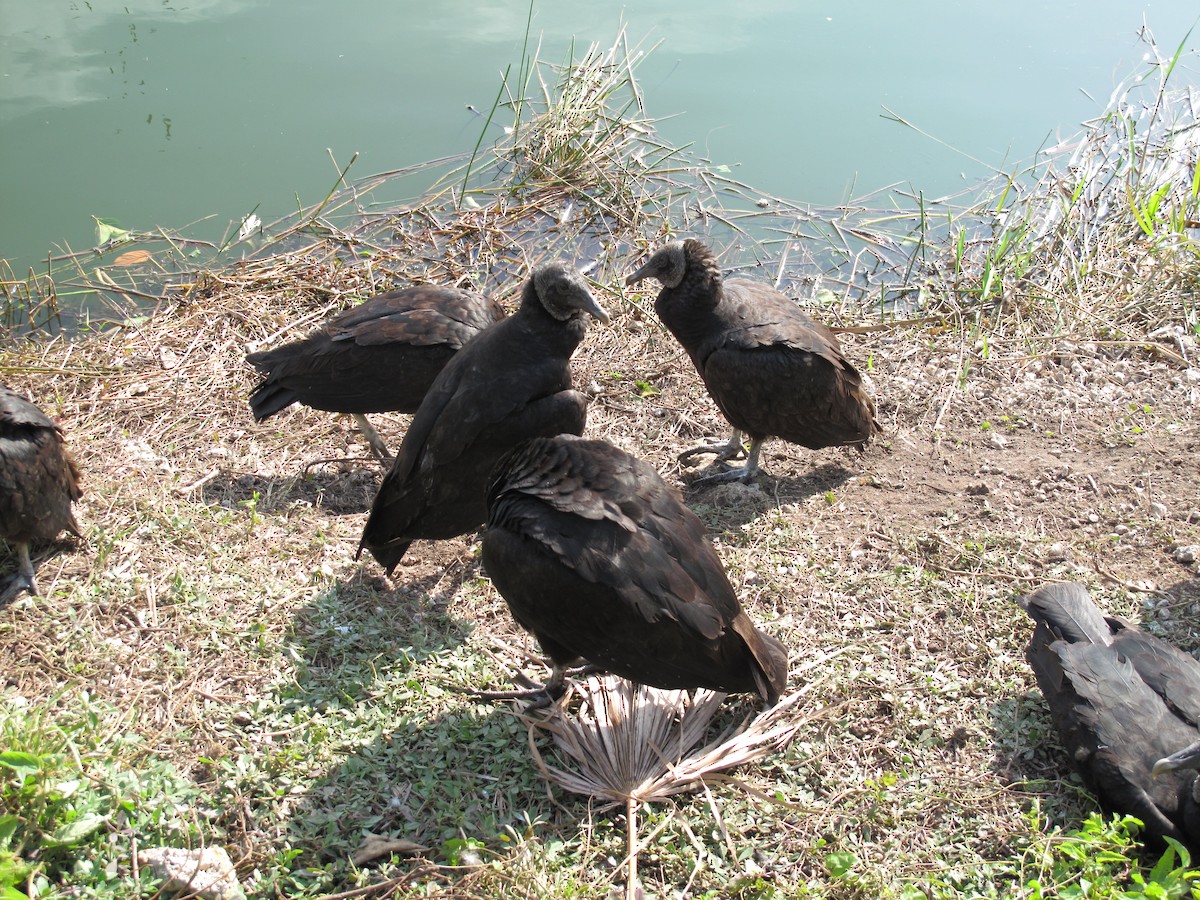 Black Vulture - ML84910751