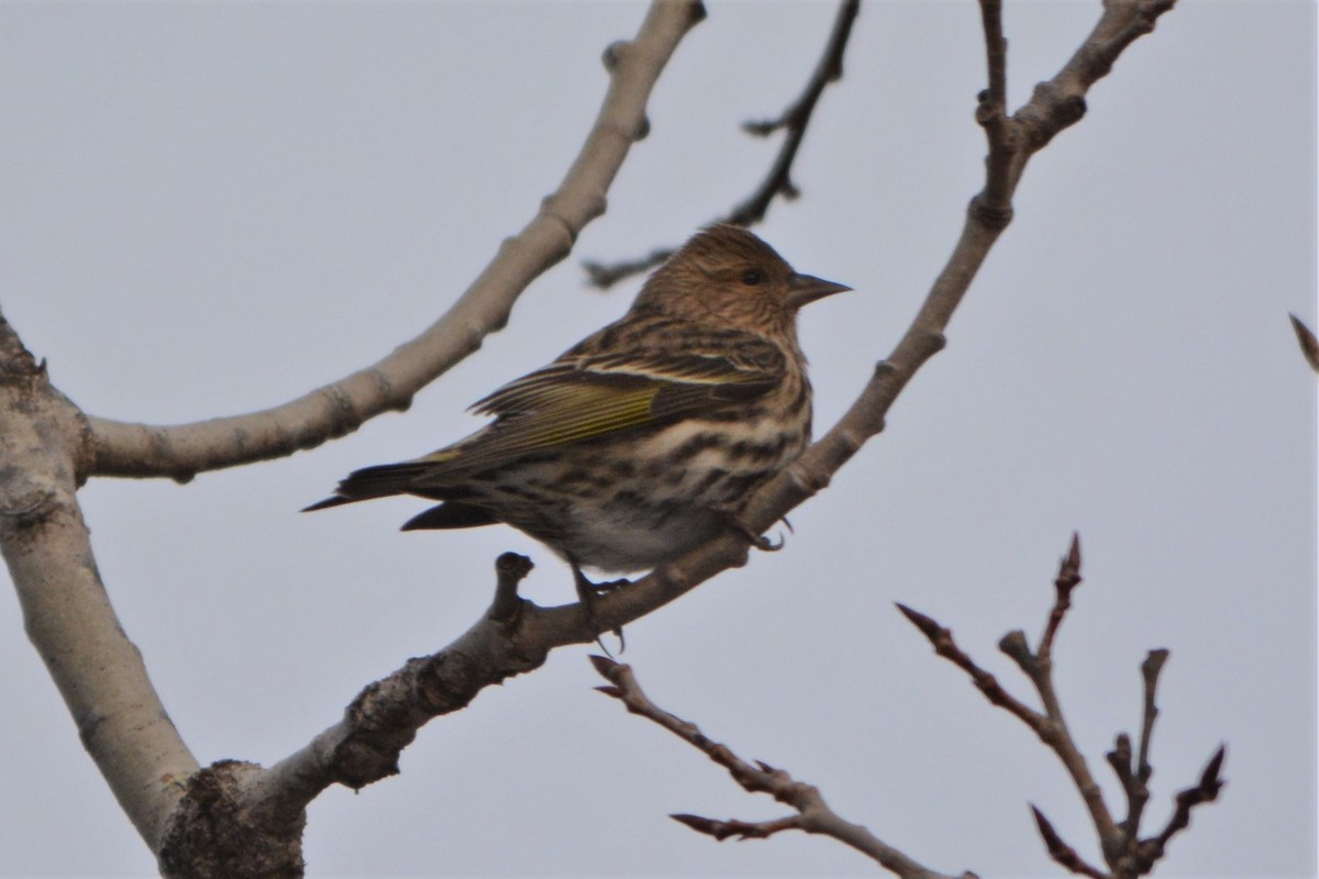 Pine Siskin - ML84911151