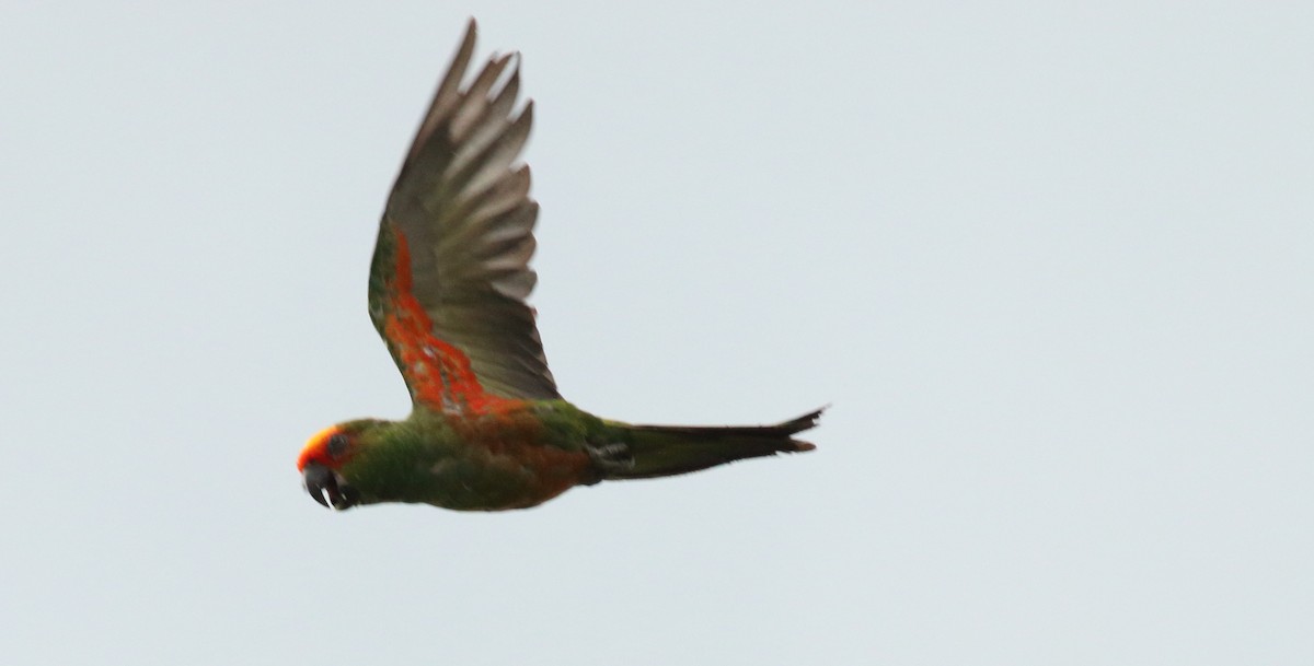 Conure à tête d'or - ML84911201