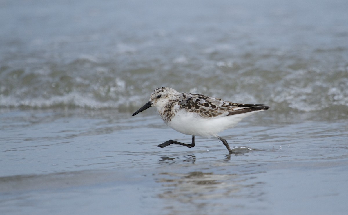 Bécasseau sanderling - ML84911221