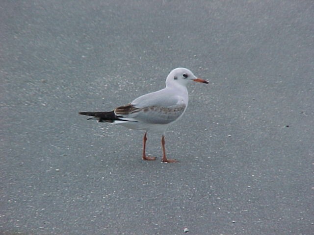 Black-headed Gull - ML84911261