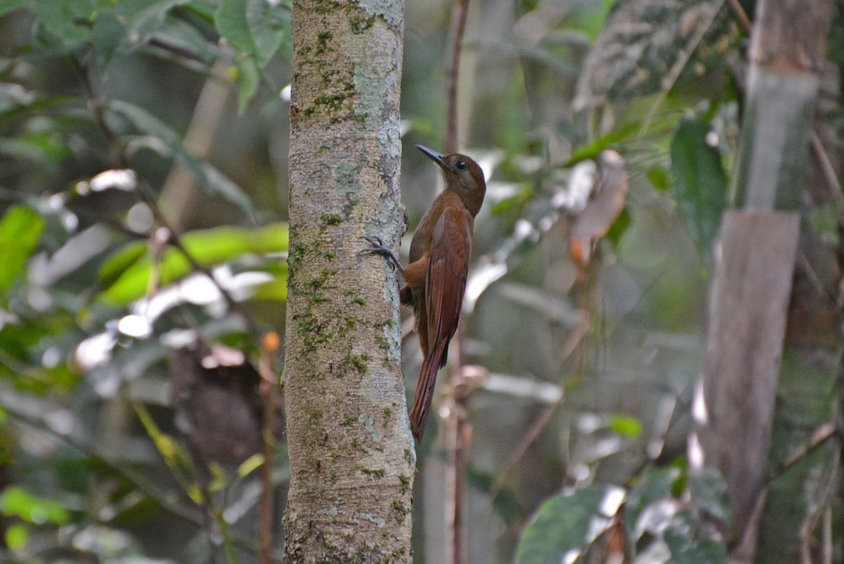 White-chinned Woodcreeper - Henry Cook