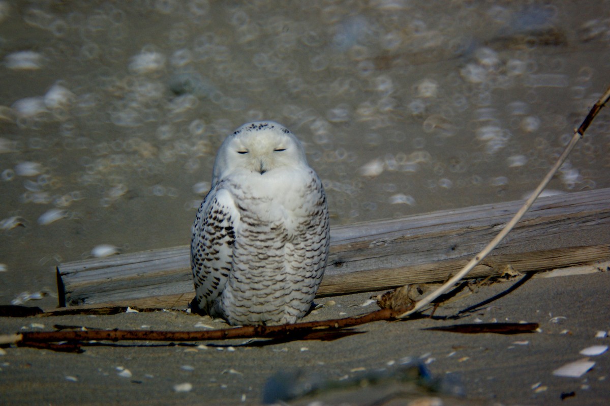 Snowy Owl - ML84912291