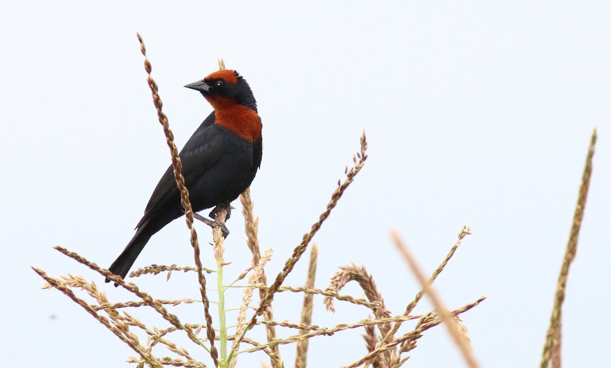 Chestnut-capped Blackbird - ML84913931