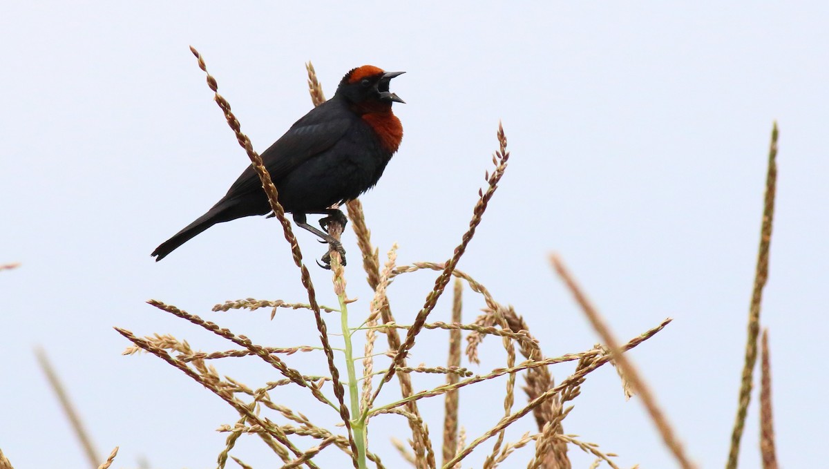 Chestnut-capped Blackbird - ML84913941