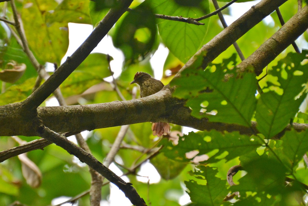 Speckled Spinetail - Henry Cook