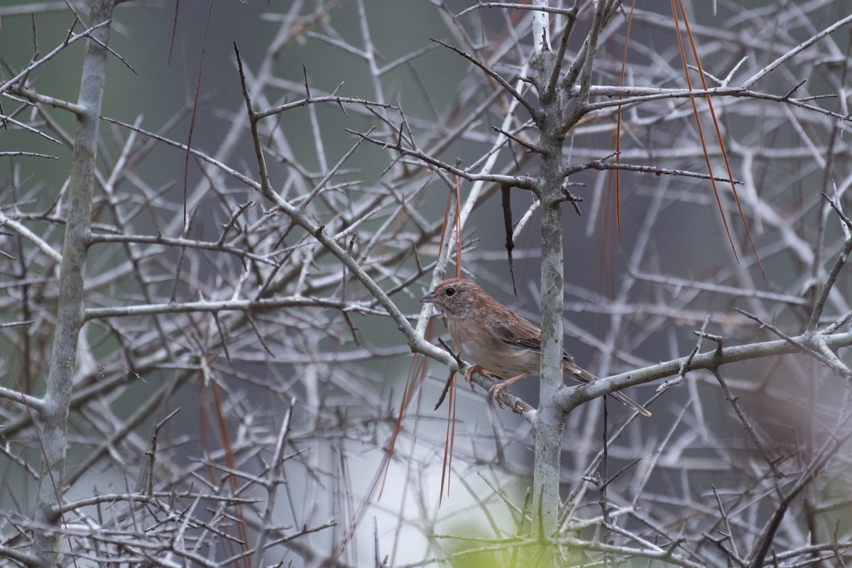 Bachman's Sparrow - ML84916831