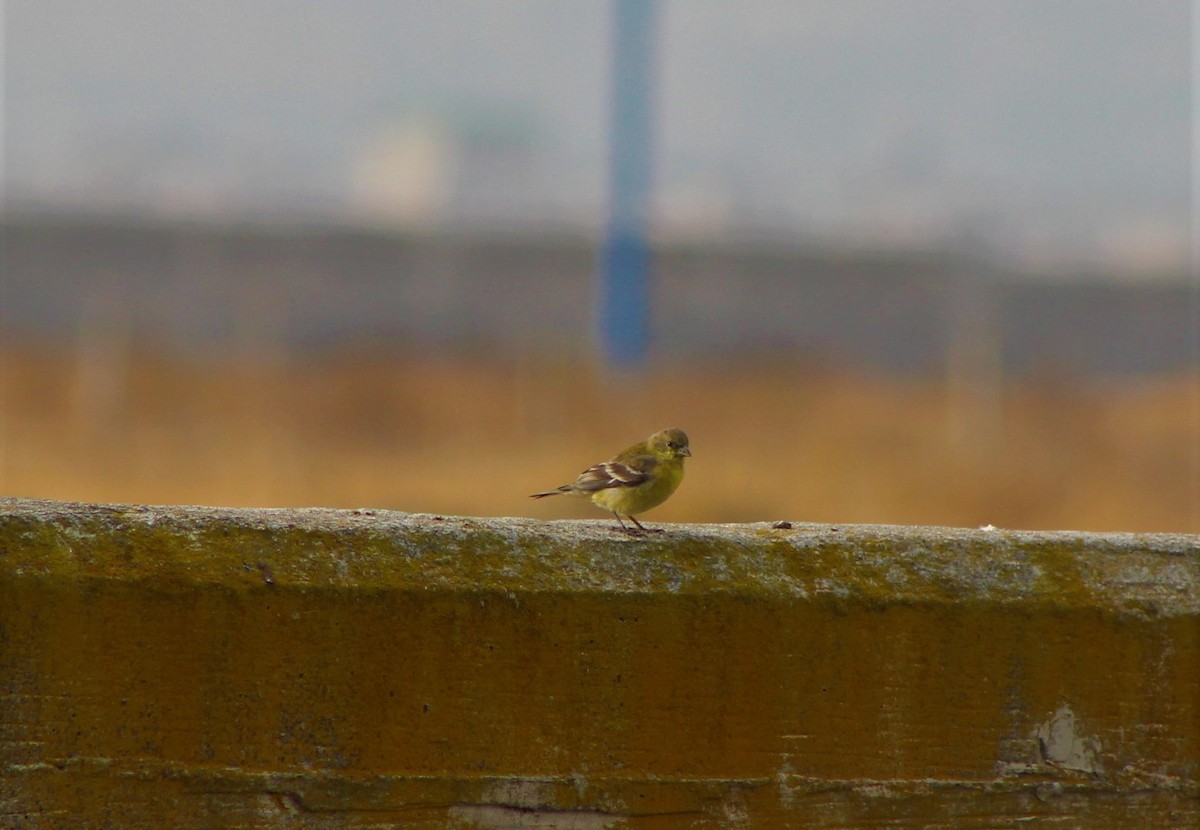 Lesser Goldfinch - ML84917191