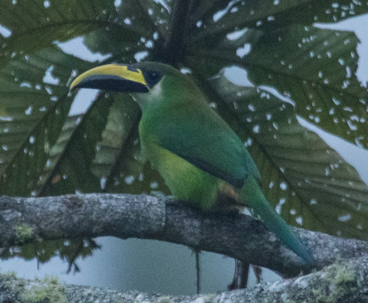 Northern Emerald-Toucanet - ML84918771