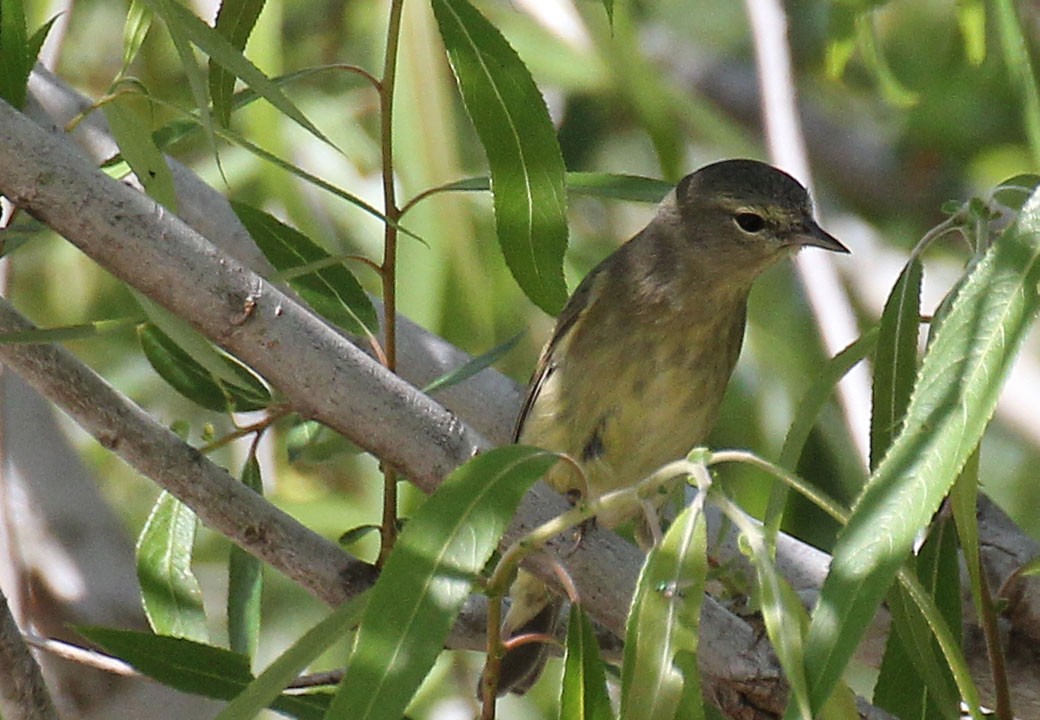 Orange-crowned Warbler - ML84919301