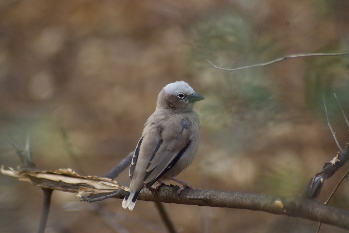 Gray-headed Social-Weaver - Liam Ragan