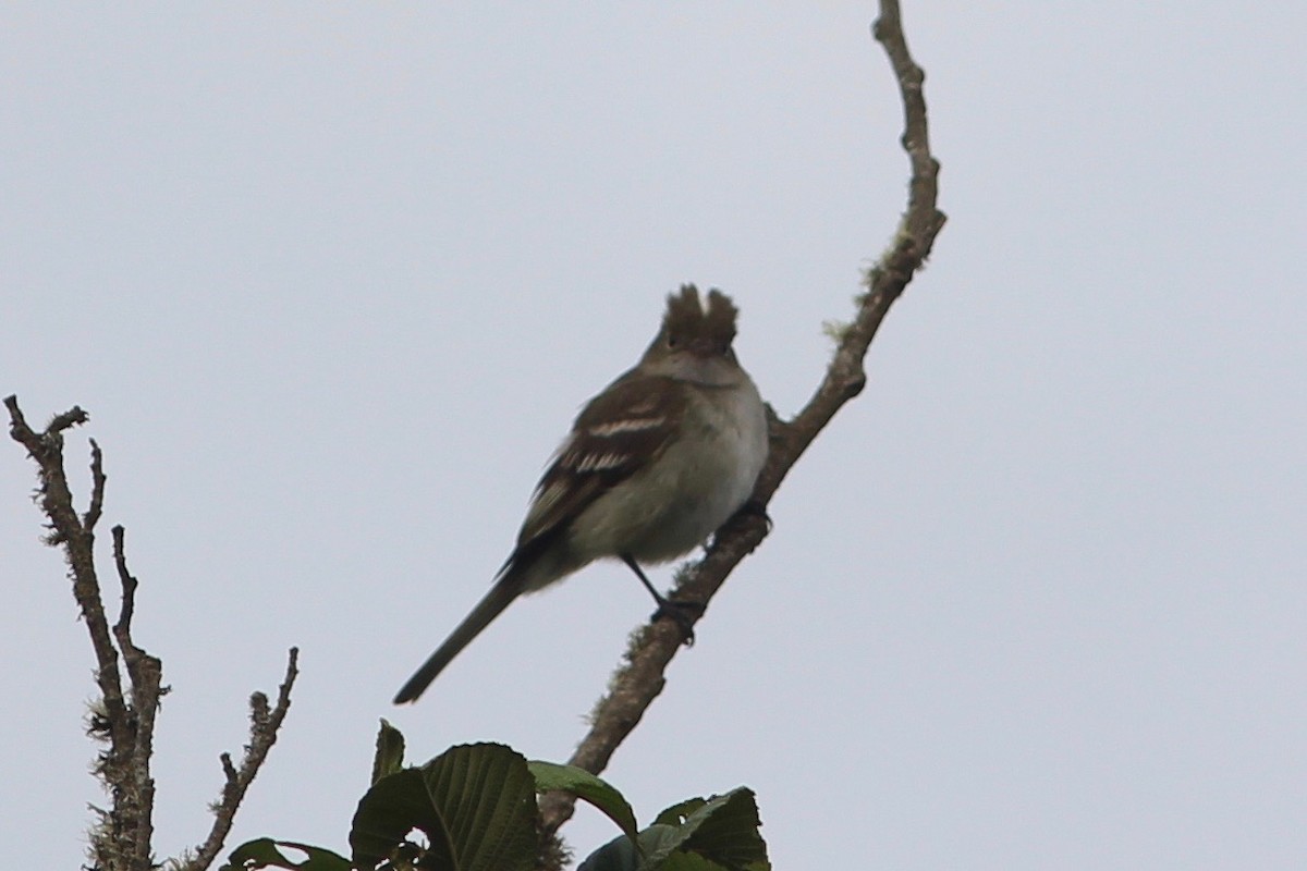 White-crested Elaenia - ML84919881