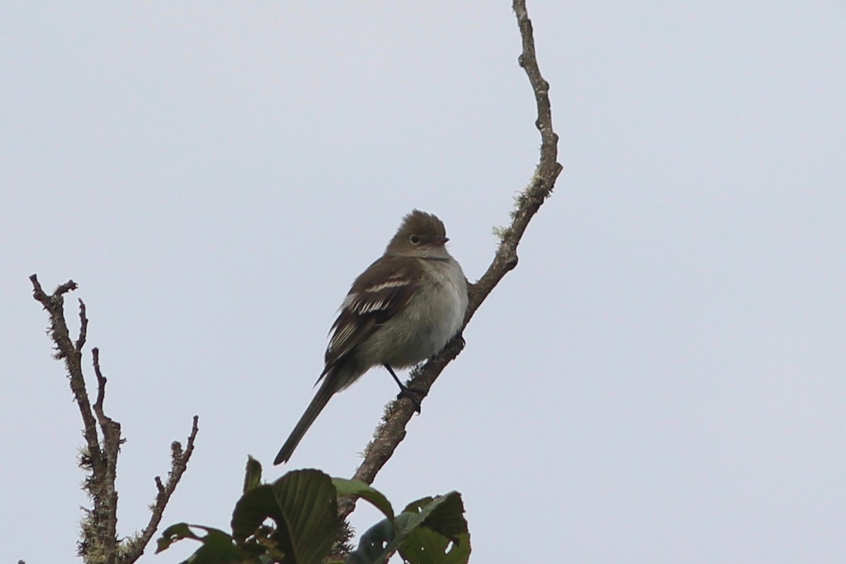 White-crested Elaenia - ML84919901