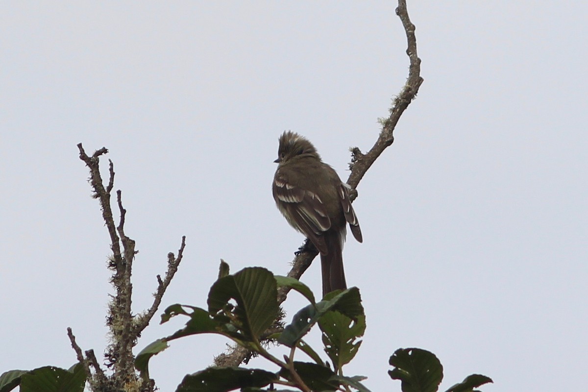 White-crested Elaenia - ML84919911