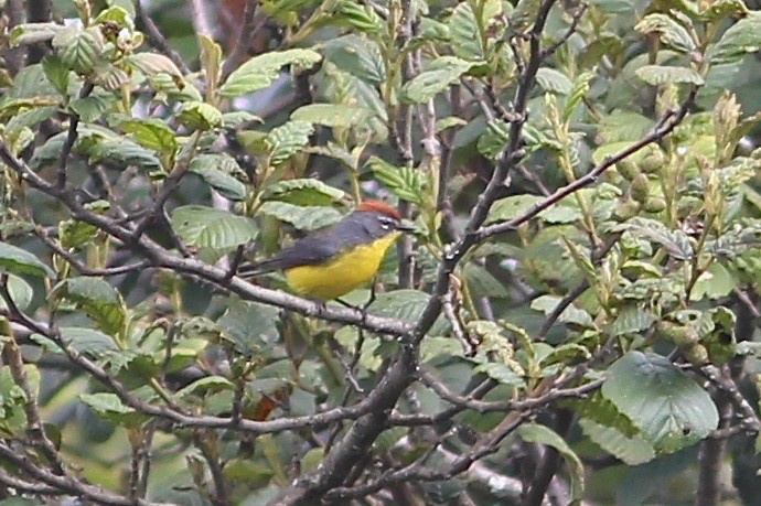 Brown-capped Redstart - ML84919951