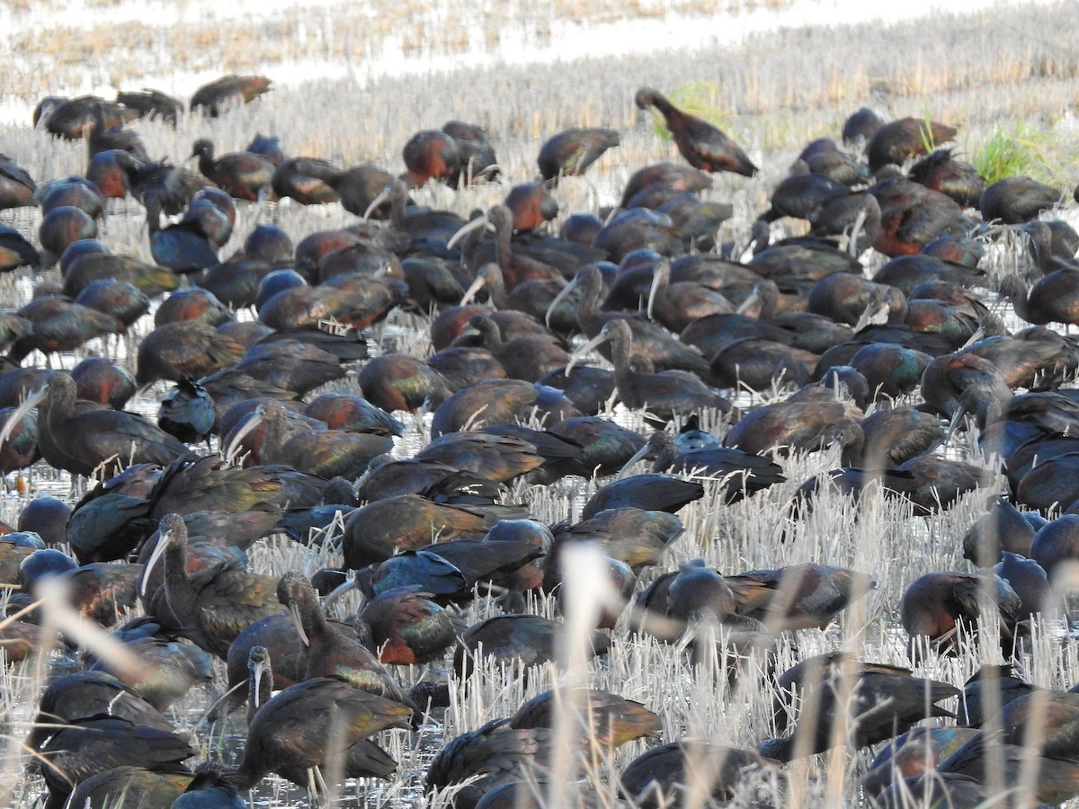 Glossy Ibis - ML84919971