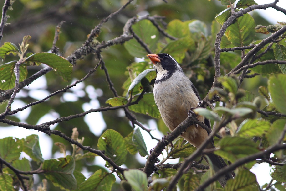 Golden-billed Saltator - ML84920061