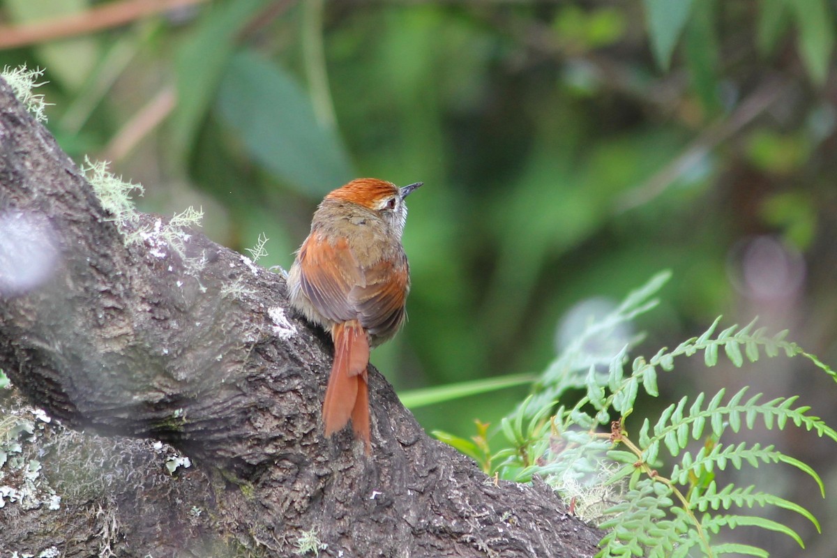 Sooty-fronted Spinetail - Oscar Johnson