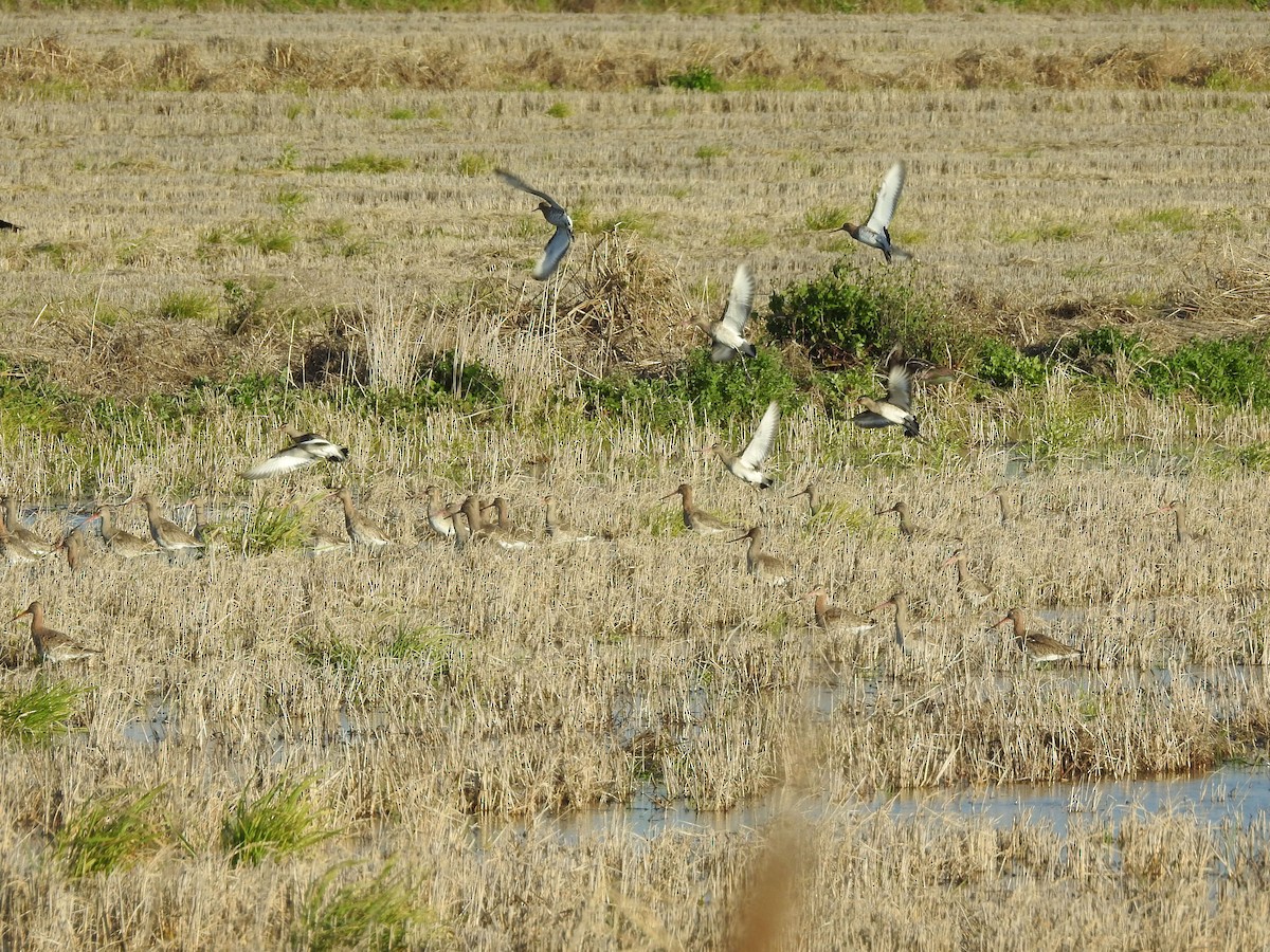 Black-tailed Godwit - ML84920251