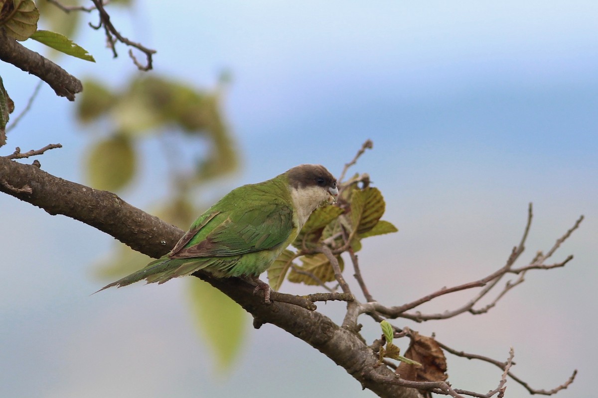 Gray-hooded Parakeet - Oscar Johnson