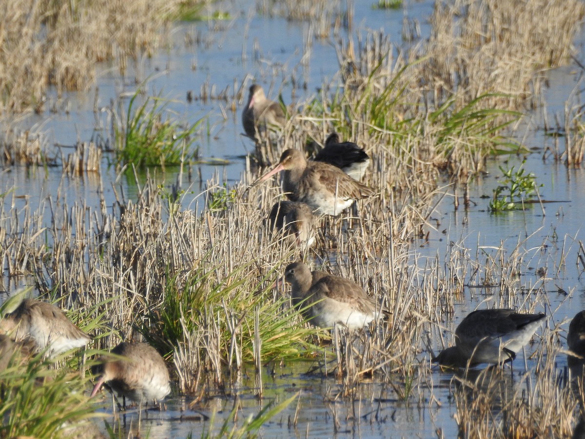 Black-tailed Godwit - ML84920731