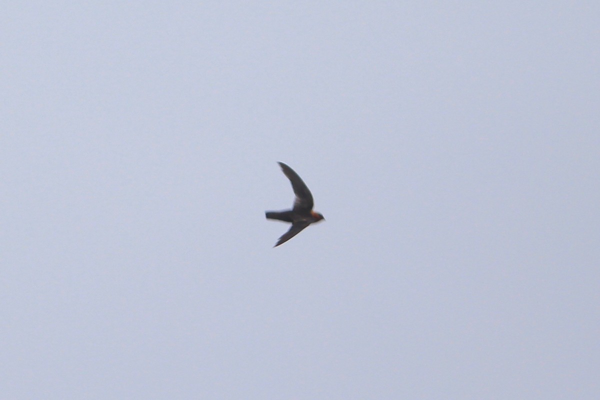 Chestnut-collared Swift - ML84921901