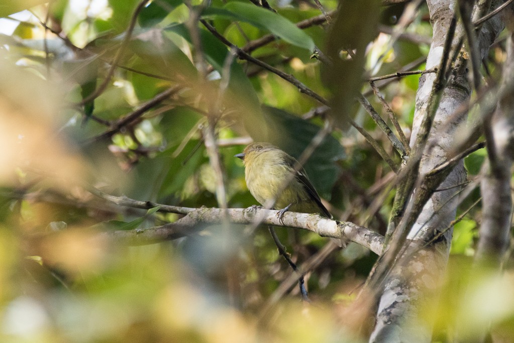 Wing-barred Piprites - ML84922911