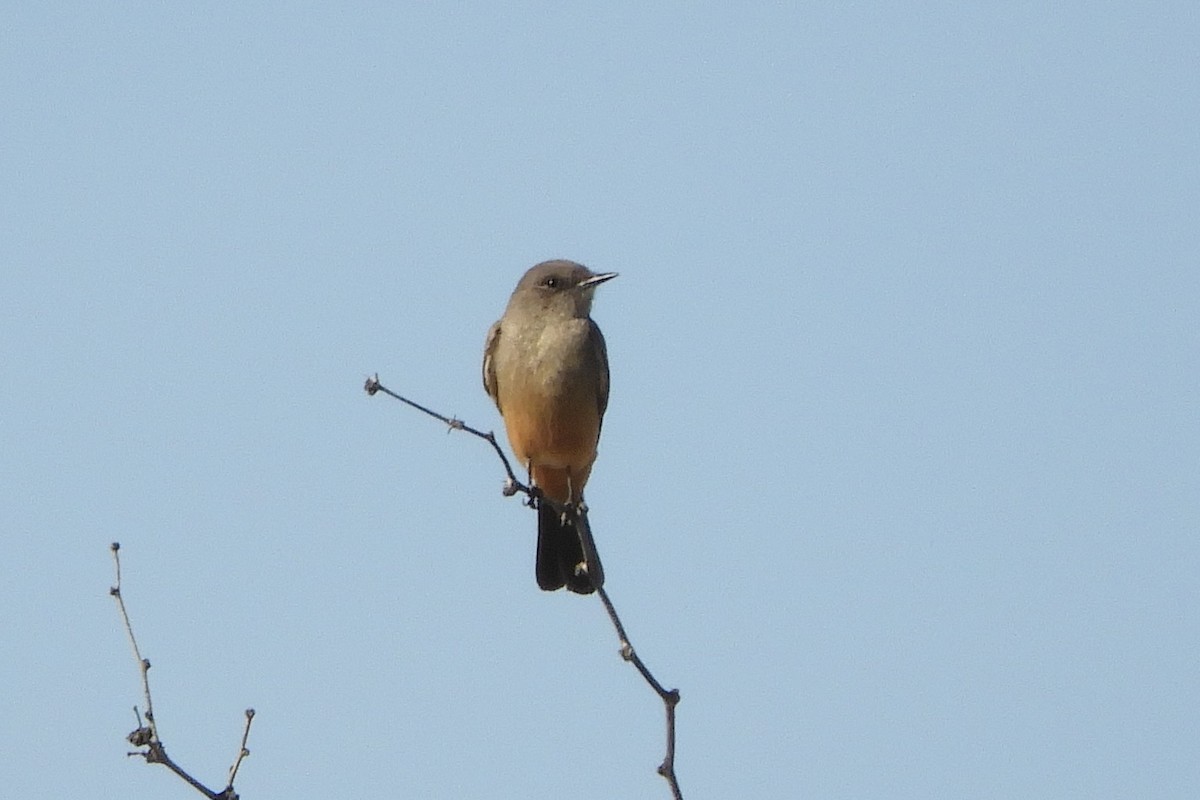 Say's Phoebe - Susan Voelker