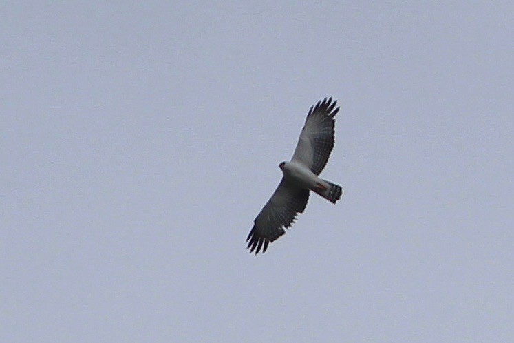 Black-and-white Hawk-Eagle - ML84923451